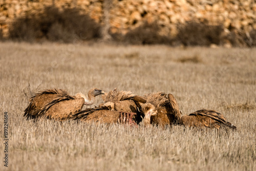 Griffon vultures feeding on the carcass of a wild boar in dry grasslands.