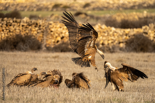 Fight between griffon vultures while feeding on the carcass of a wild boar.