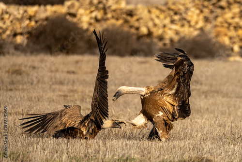 Fight between griffon vultures while feeding on the carcass of a wild boar.