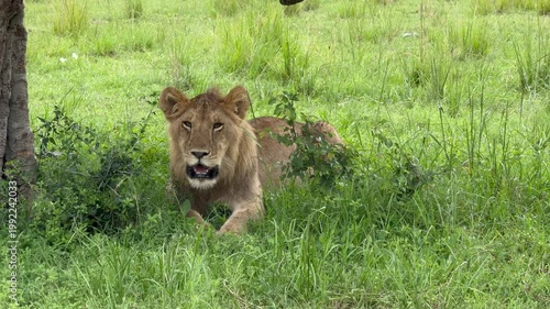 Lionne dans l'herbe vidéo 4K