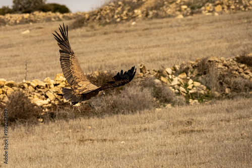 Griffon vultures feeding on the carcass of a wild boar in dry grasslands.