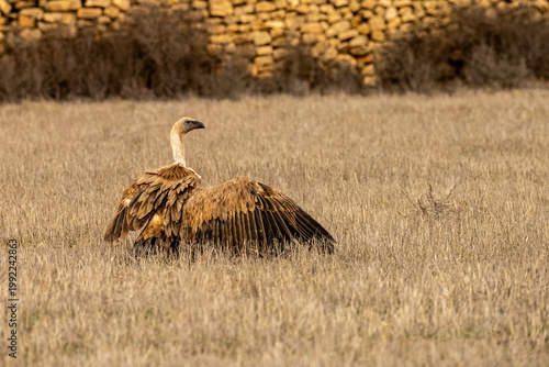 Griffon vultures feeding on the carcass of a wild boar in dry grasslands.