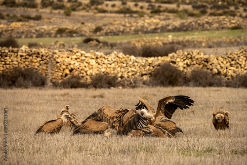 Griffon vultures feeding on the carcass of a wild boar in dry grasslands.