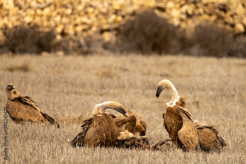 Griffon vultures feeding on the carcass of a wild boar in dry grasslands.