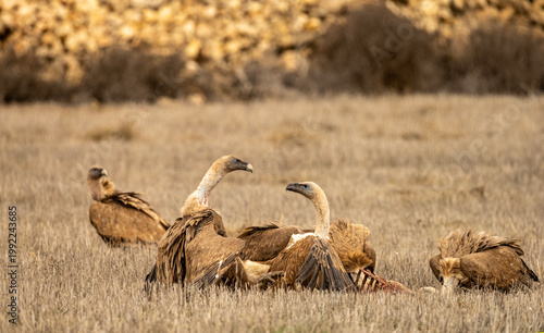 Griffon vultures feeding on the carcass of a wild boar in dry grasslands.