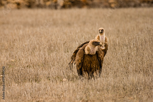 Griffon vultures feeding on the carcass of a wild boar in dry grasslands.