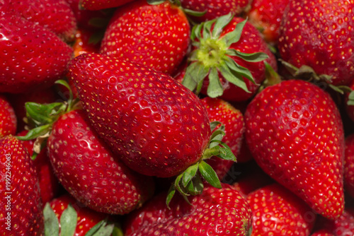 Fresh ripe strawberries with green leaves in a close-up view. Juicy red berries full of texture and natural shine, perfect for healthy food, summer harvest, and organic fruit concepts.