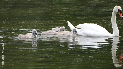 a family of mute swans with their chicks on a pond