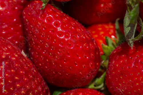 Fresh ripe strawberries with green leaves in a close-up view. Juicy red berries full of texture and natural shine, perfect for healthy food, summer harvest, and organic fruit concepts.