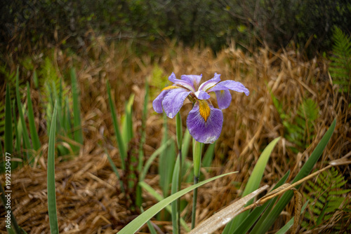 Purple Swamp Iris, (Iris versicolor) in the Okefenokee Swamp National Wildlife Refuge.