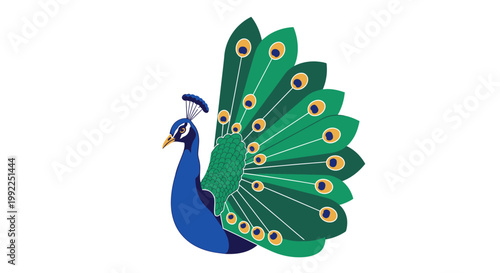 Colorful Peacock Bird Spread Wings Display.