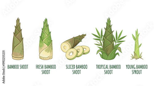 Bamboo shoots and sprouts are depicted in various stages of growth and preparation, from young sprouts to fresh shoots and sliced culinary ingredients.