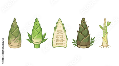 Bamboo shoots vector illustration set depicting various stages of growth and preparation, showcasing their natural form and edible core.