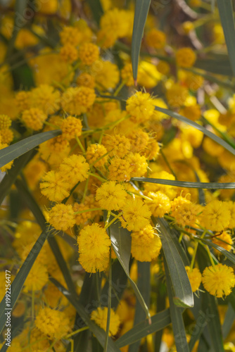 Bright yellow mimosa flowers blooming on branches with green leaves. Soft fluffy blossoms in warm sunlight create a vibrant spring scene full of color, freshness, and natural beauty.