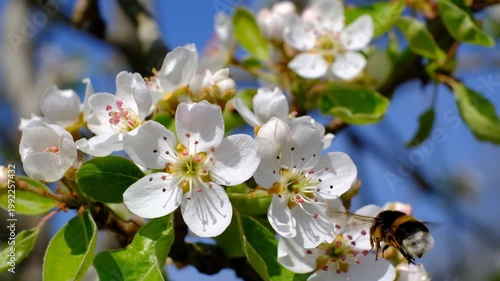 A detailed close-up shot focusing on a bumblebee actively foraging on a cluster of white pear blossoms