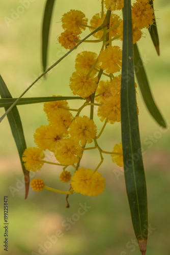 Bright yellow mimosa flowers blooming on branches with green leaves. Soft fluffy blossoms in warm sunlight create a vibrant spring scene full of color, freshness, and natural beauty.