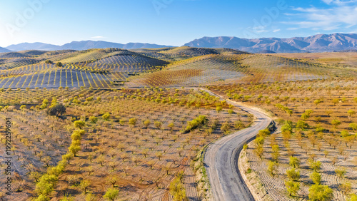Foto Almond tree orchards with winding road in Almanzora Valley, Almería, Spain
