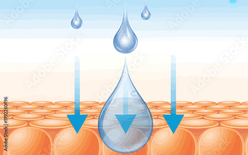 Water drops falling on skin layers with absorption process illustration