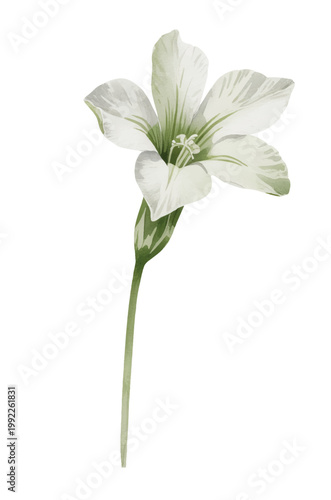 Serene white trumpet bloom with soft flowing petals in delicate watercolor style.