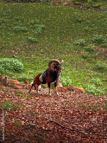 Mouflon ram with large curved horns standing in forest, wildlife scene in Germany