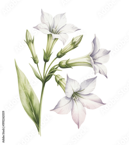 Graceful white bellflower stems with soft blossoms in delicate watercolor style.