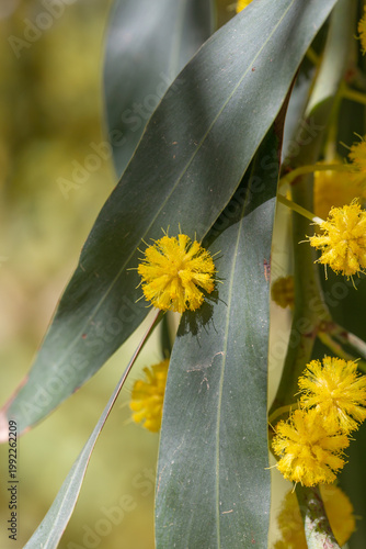 Bright yellow mimosa flowers blooming on branches with green leaves. Soft fluffy blossoms in warm sunlight create a vibrant spring scene full of color, freshness, and natural beauty.