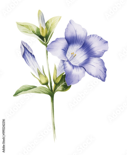 Graceful floral stem with soft violet blue petals and gentle botanical texture.