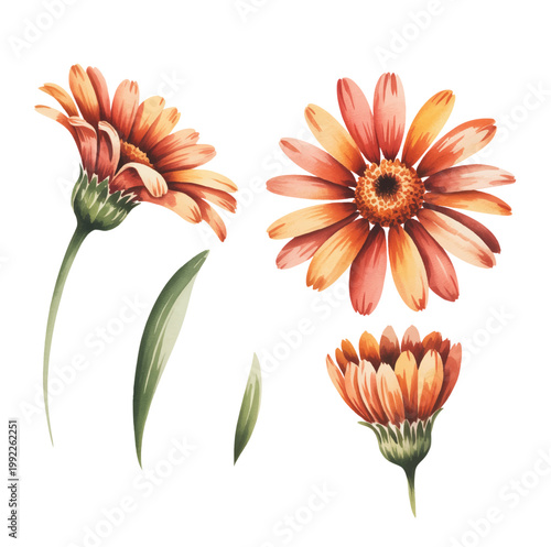 Warm coral daisy bloom with unopened bud in soft botanical watercolor style.
