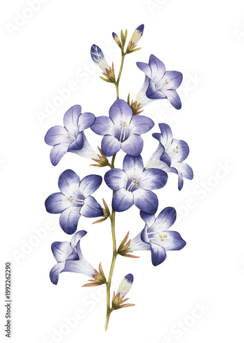 Graceful floral stem with soft violet blue petals and gentle botanical texture.
