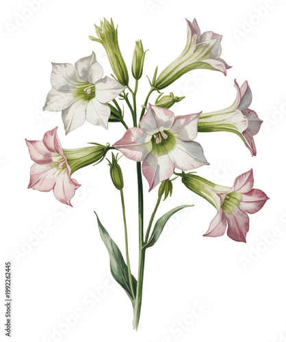 Graceful cluster of soft blush trumpet flowers with buds in airy watercolor style.