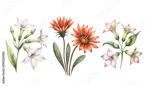 Warm coral daisy bloom with unopened bud in soft botanical watercolor style.
