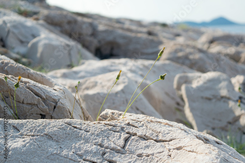 Eroded Coastal Rocks by the Sea – Natural Limestone Formation