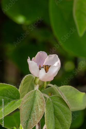 Honeybee collecting pollen from a delicate pink blossom. Close-up macro of pollination in spring, showing natural interaction between insect and flower in a soft green garden background.