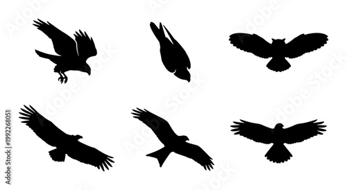 Black bird silhouettes set, flying eagle and hawk icons, predatory owl and falcon vector shapes, 6 wild bird of prey illustrations for nature design