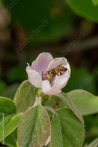Honeybee collecting pollen from a delicate pink blossom. Close-up macro of pollination in spring, showing natural interaction between insect and flower in a soft green garden background.