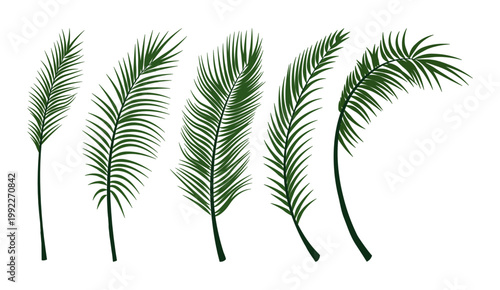 set of palm leaves isolated on white
