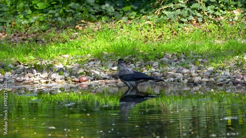 a grey crow bathes in a pond