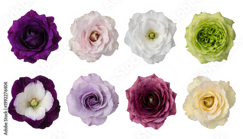 Collection of vibrant lisianthus flowers in various colors isolated on transparent background