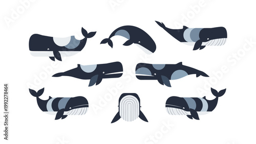Whale Collection Flat Design