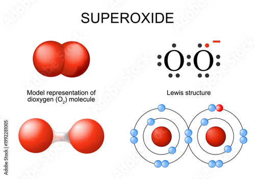 Superoxide. Model of dioxygen. O2 molecule. Lewis structure. Oxygen atom