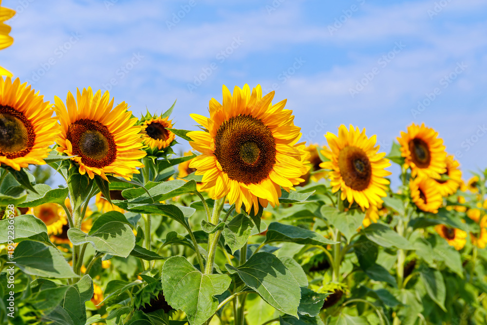Fototapeta premium Sunflowers bloom in a field under a blue sky on a clear day in summer