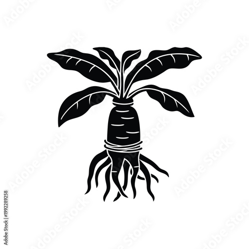 Mandrake root plant isolated on white background herbal medicine magic symbol graphic.