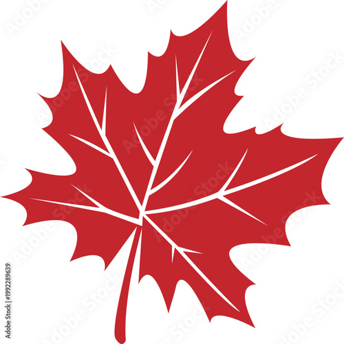 Red Maple Leaf with White Veins autumn