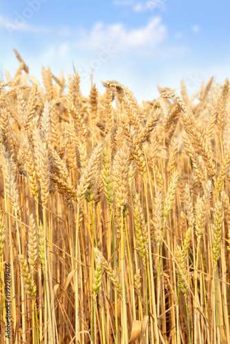 Golden wheat field against a clear blue sky