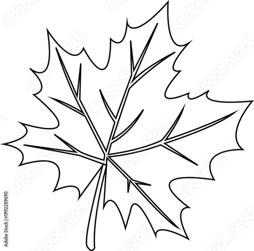 Outline of a Maple Leaf with Veins black and white