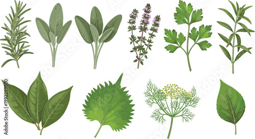  Set of diverse fresh aromatic culinary green herbs including rosemary, thyme, basil, and parsley isolated on white background vector design elements