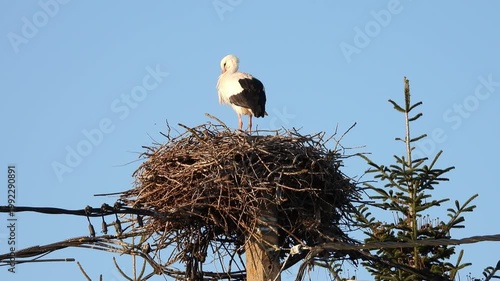 White stork standing on large stick nest built on utility pole against clear blue sky with power lines and conifer tree nearby