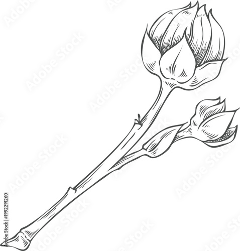 Flax dry seeds on stem sketch, vector engraved hand drawn superfood foliage, essential herb, medicinal plant Linen