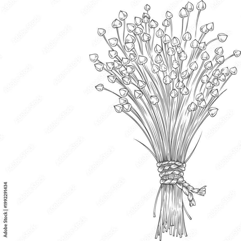 Fototapeta premium Dry flax seed in sheaves vector sketch, superfood foliage tied with a rope, engraved hand drawn Linen seeds bundle