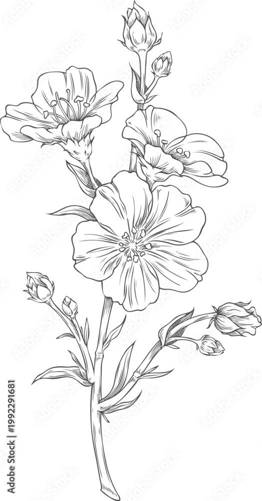 Fototapeta premium Flax branch with flowers sketch, vector engraved hand drawn superfood foliage, essential herb, medicinal plant Linen